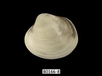 藏品(方形蹄蛤)的圖片